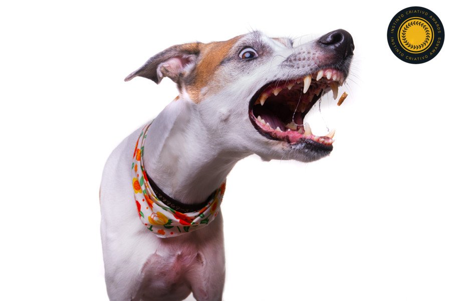 Joao Victor Mignoni - Concurso de Estudio 4º Round - 2025