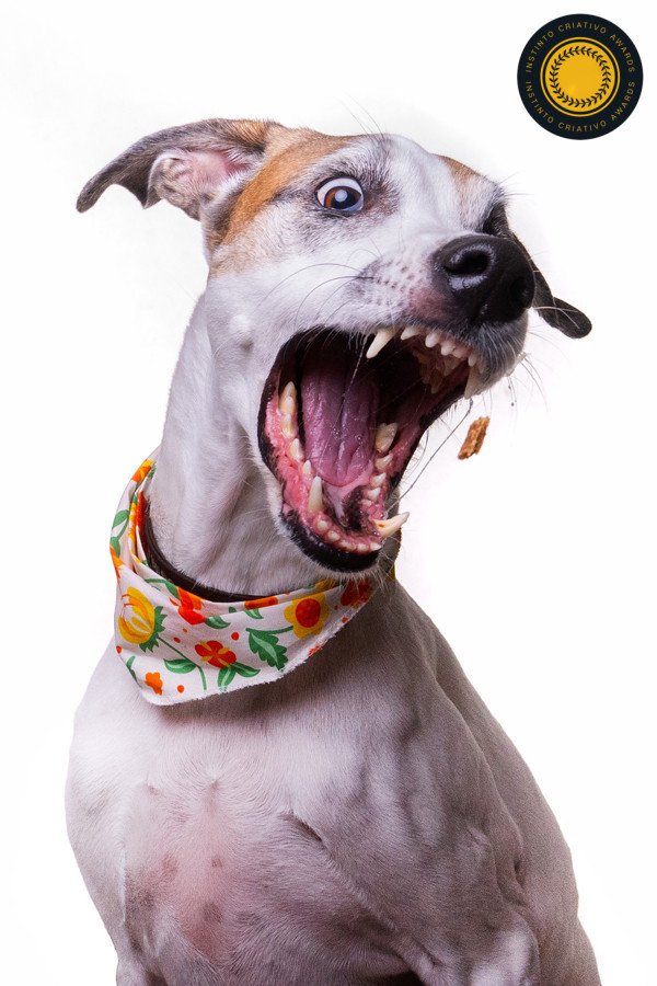 Joao Victor Mignoni - Concurso de Estudio 4º Round - 2025