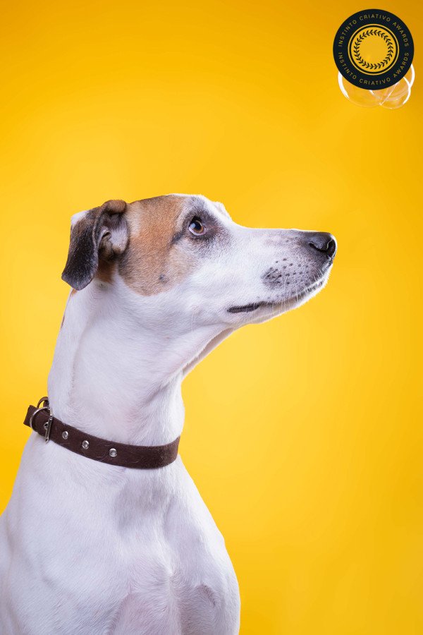 Joao Victor Mignoni - Concurso de Estudio 4º Round - 2025