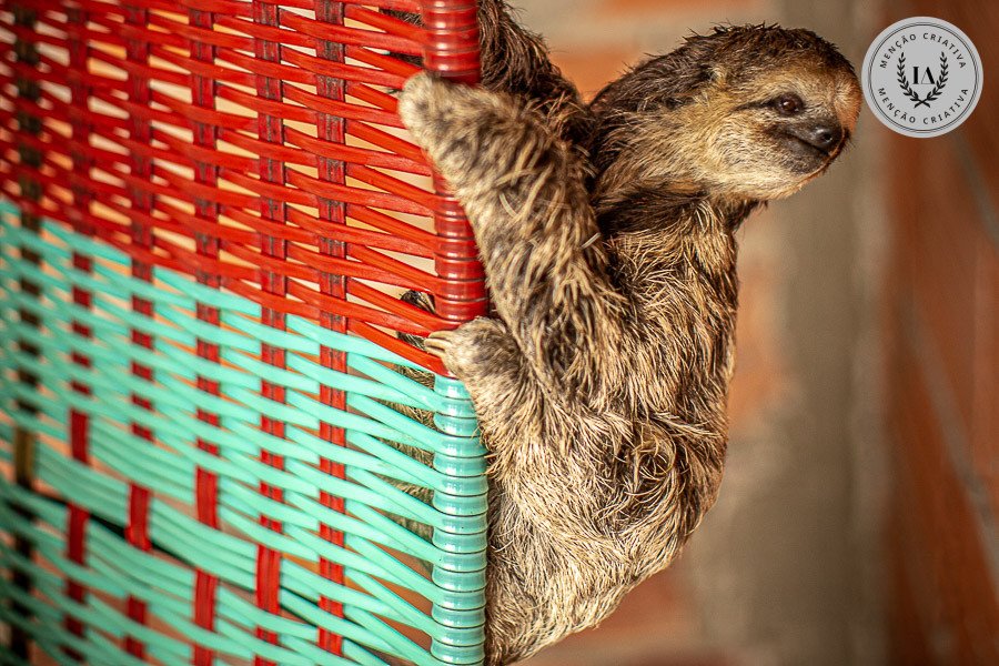 Alexandre Grand - Concurso de Fotojornalismo 2º Round - 2026