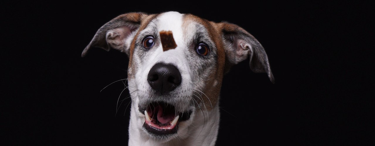 Banner de João Victor de Almeida Mignoni