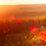 15072023-_MG_3265-Editar