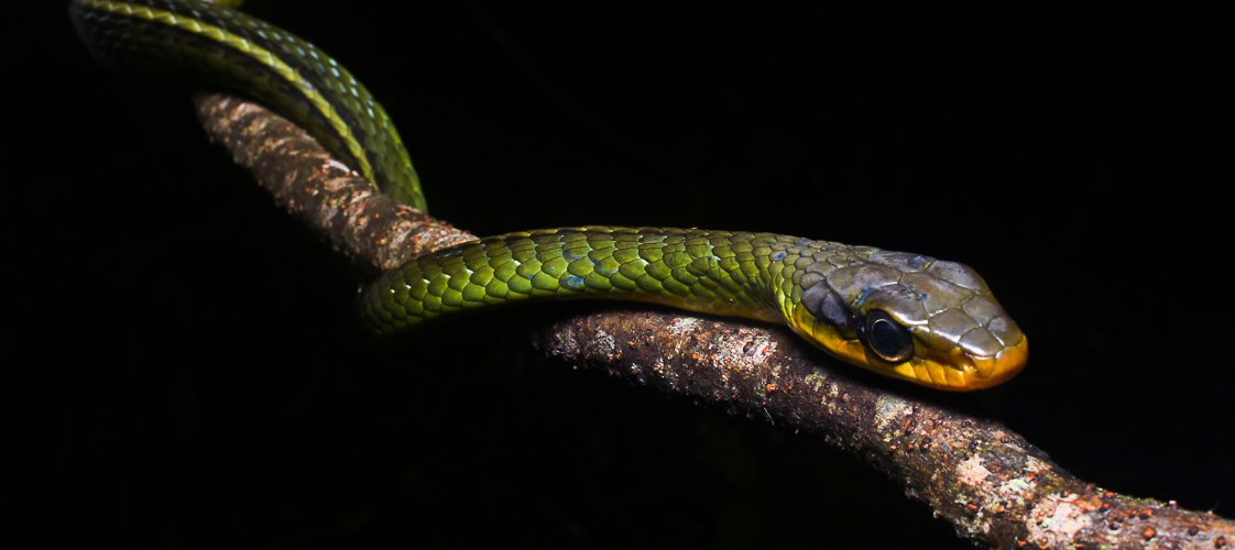 Banner de Lucas Pousa